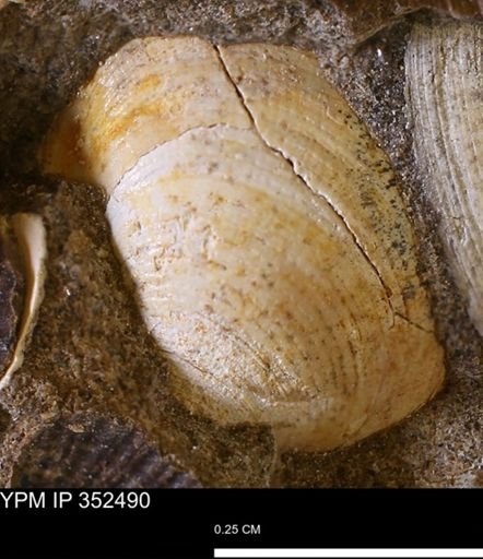 Limopsis striatopunctatus