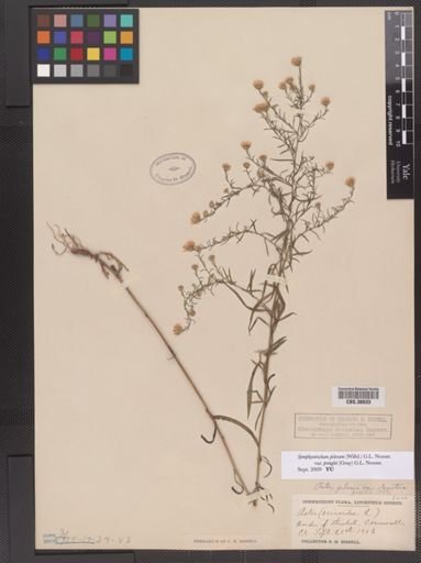 Symphyotrichum pilosum