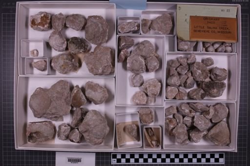 mixed taxa, stratigraphic collection