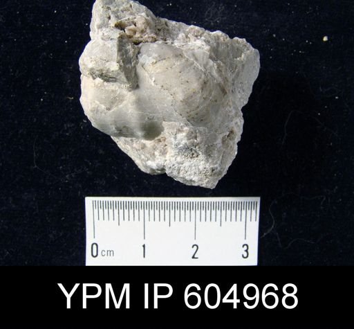 Acanthoplecta sp.