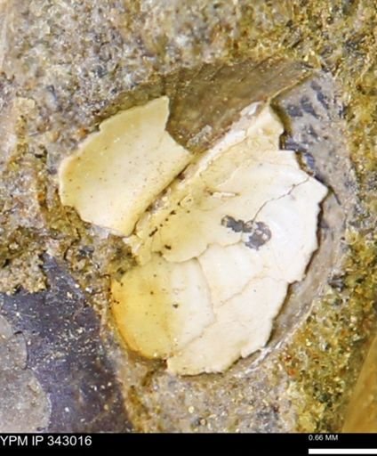 undet. Bivalvia
