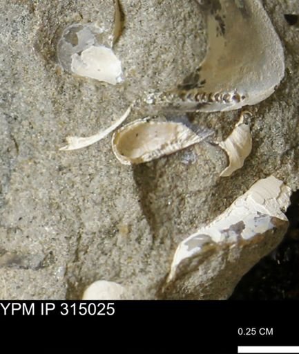 undet. Bivalvia