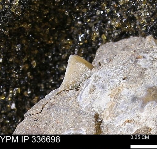 undet. Mollusca