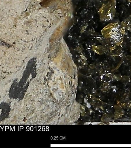undet. Mollusca