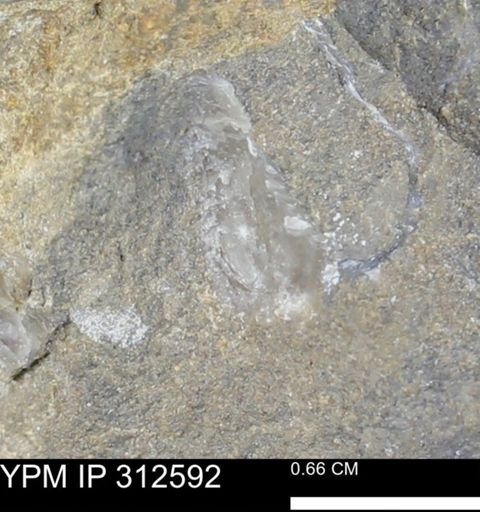 Pseudoptera subtortuosa