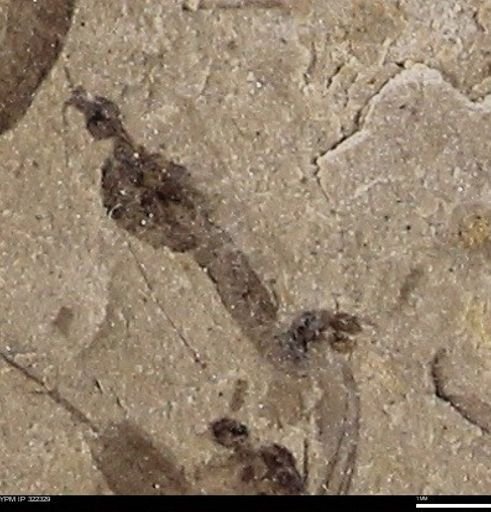 undet. Diptera