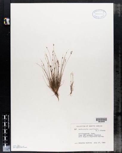 Bulbostylis capillaris