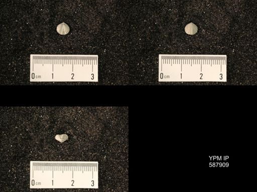 Zygospira modesta