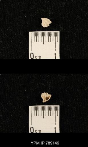 undet. Brachiopoda