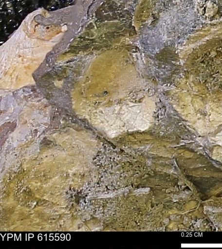 undet. Bivalvia