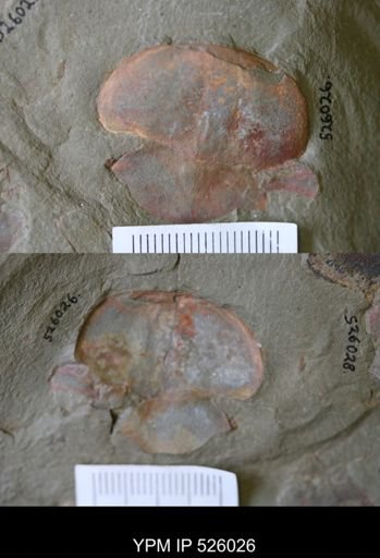 undet. Xiphosura
