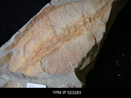 undet. Graptolithina