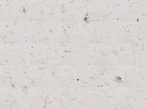 Haliclonidae