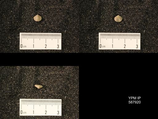 Zygospira modesta