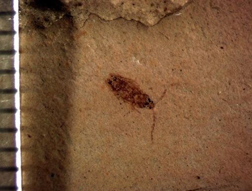 Cerambycidae?