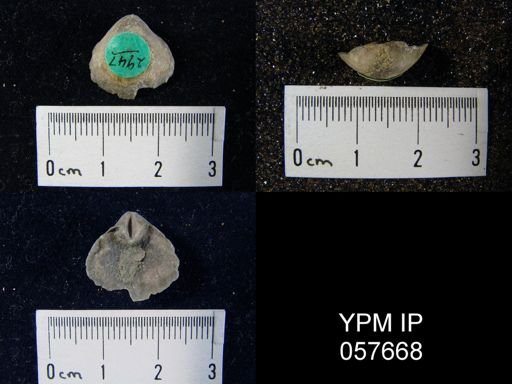 Gypidula sp.