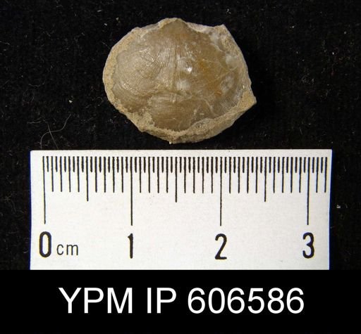 Leptaena vaurealensis