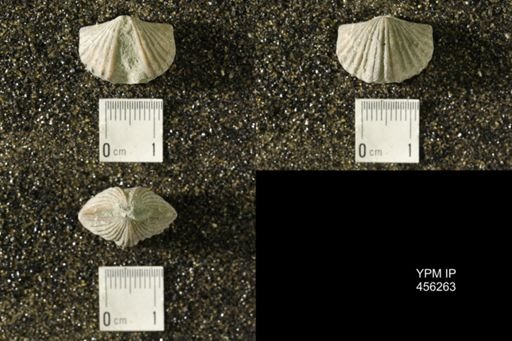 Platystrophia biforata