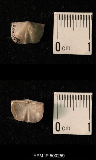 Mesolobus mesolobus decipiens