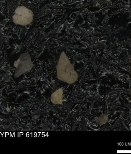 undet. Heterohelicidae