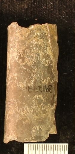 Baculites