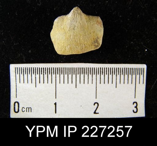 Dalmanella elegantula
