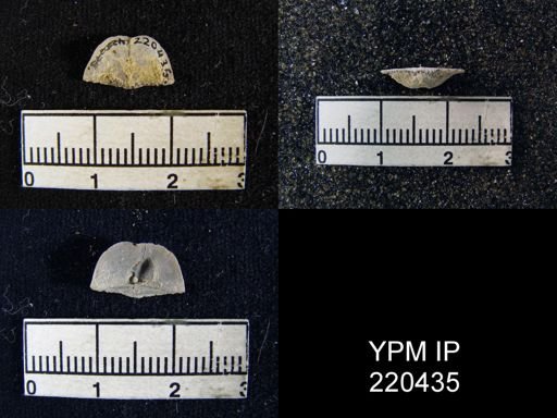 Chonetina flemingi var. plebeia