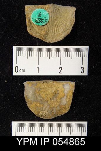 Strophonella reversa