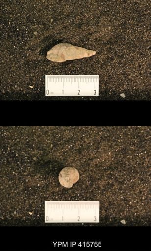 Meekospira choctawensis
