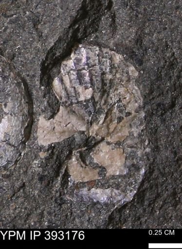 undet. Scaphitidae