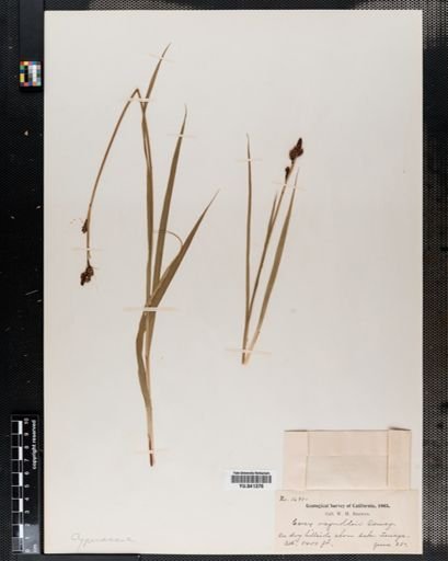 Carex