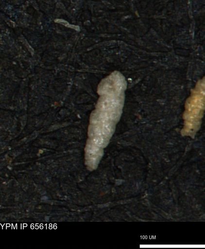 Verneuilinoides kansasensis