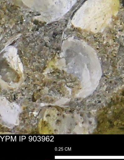 undet. Bivalvia