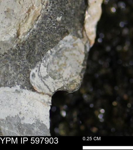 Limopsis striatopunctatus