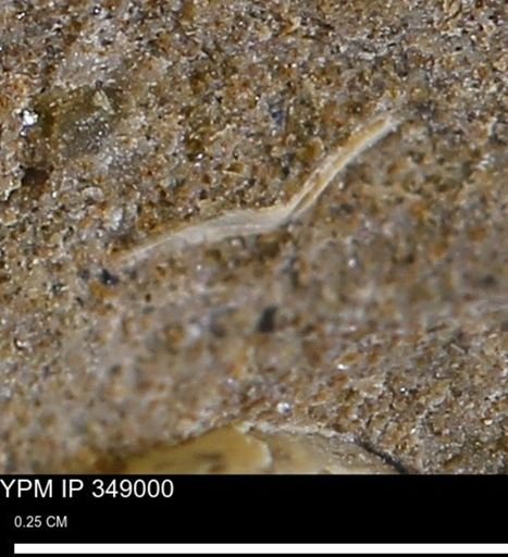 undet. Mollusca