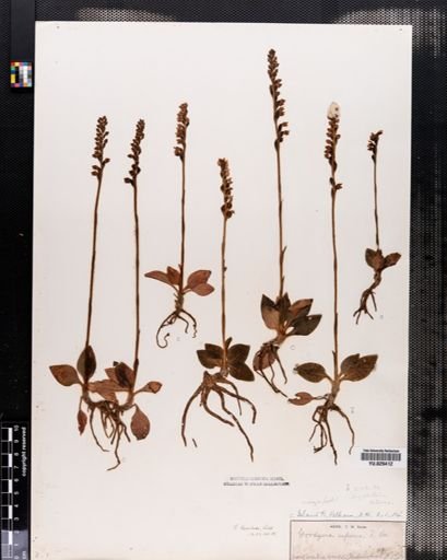 Goodyera tesselata