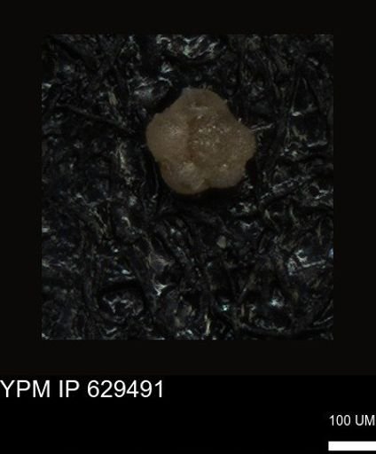 undet. Foraminiferida