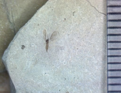 undet. Diptera