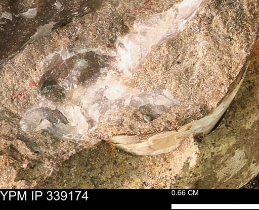 undet. Bivalvia