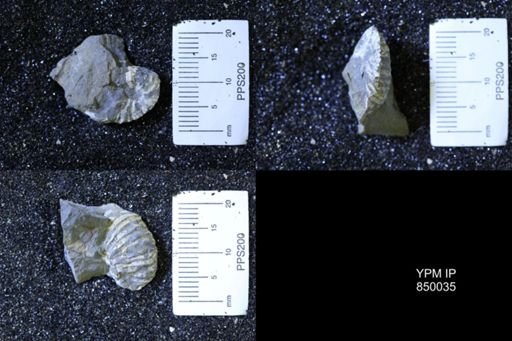 undet. Scaphitidae