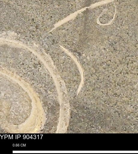 undet. Mollusca