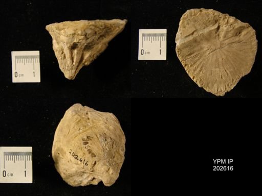 Hippurites canaliculata