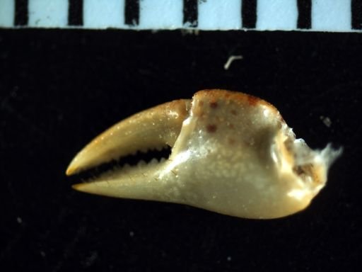 Hemigrapsus sanguineus