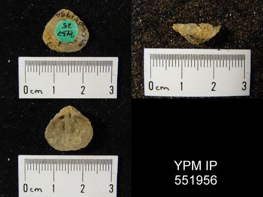 Gypidula multicostata