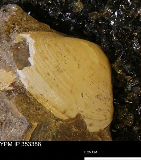 Limopsis striatopunctatus