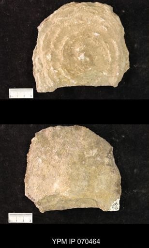 Favosites brownsportensis