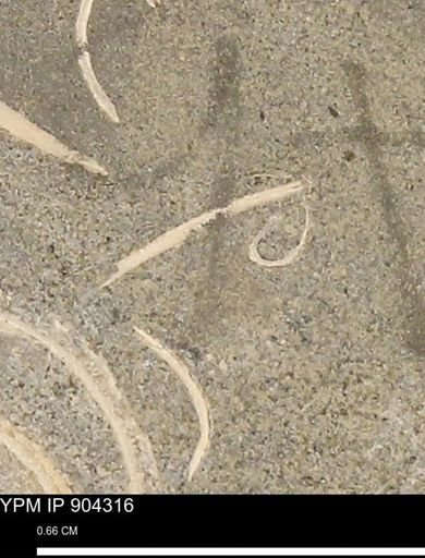 undet. Mollusca