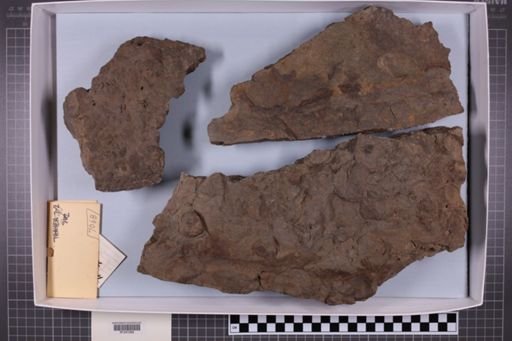 mixed taxa, stratigraphic collection