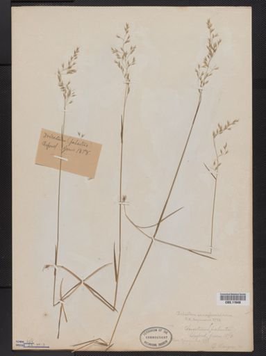 Trisetum pensylvanicum