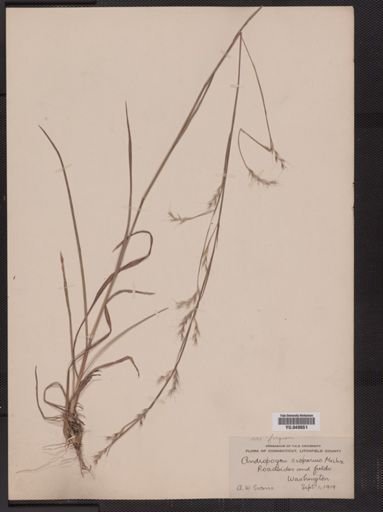 Andropogon scoparius